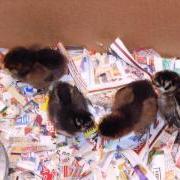 Baby chicks