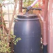 Barrel tucked behind the shrubs alongside our house.